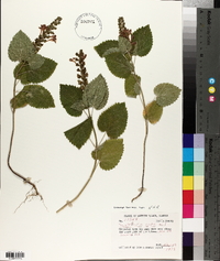Scutellaria ovata image