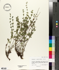 Scutellaria potosina var. tessellata image