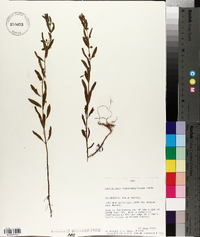 Scutellaria siphocampyloides image