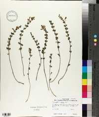 Scutellaria resinosa image