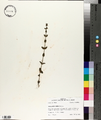 Scutellaria parvula image