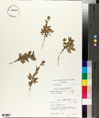 Stachys floridana image