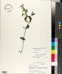 Stachys tenuifolia image