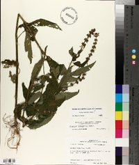 Stachys tenuifolia image