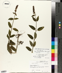 Stachys tenuifolia image