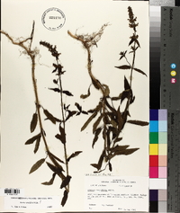 Stachys tenuifolia image