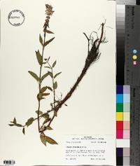 Stachys tenuifolia image