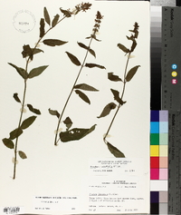 Stachys tenuifolia image