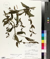 Stachys tenuifolia image