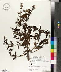 Stachys tenuifolia image