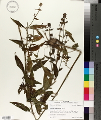 Stachys tenuifolia image