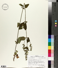 Scutellaria elliptica image