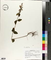 Scutellaria ovata image