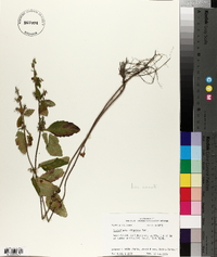 Scutellaria elliptica image