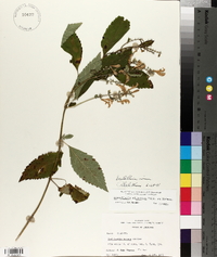Scutellaria incana image