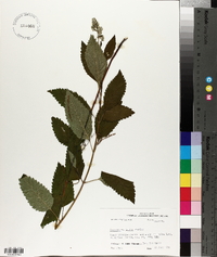 Scutellaria incana image