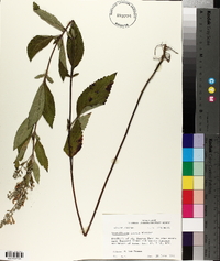 Scutellaria incana image