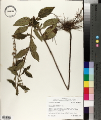 Scutellaria incana image