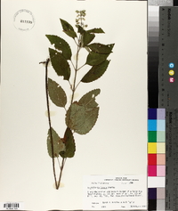 Scutellaria incana image