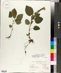 Scutellaria ovata image