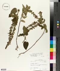 Scutellaria ovata subsp. bracteata image