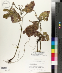 Scutellaria ovata image
