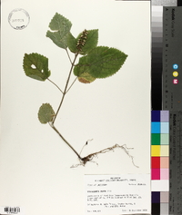 Scutellaria ovata image