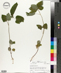 Scutellaria ovata image