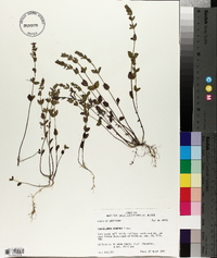 Scutellaria parvula image