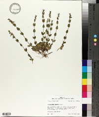 Scutellaria parvula image