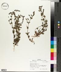 Scutellaria parvula image