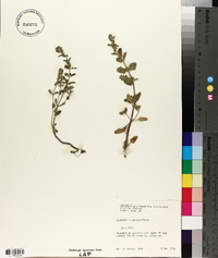 Scutellaria parvula image