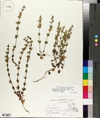 Scutellaria parvula image