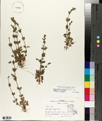 Scutellaria parvula var. australis image