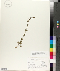 Scutellaria parvula image