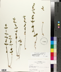 Scutellaria parvula image