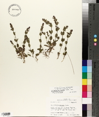 Scutellaria parvula image