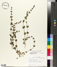 Scutellaria parvula var. australis image