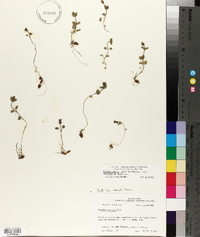 Scutellaria parvula var. australis image