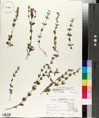 Scutellaria parvula image