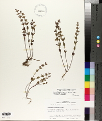 Scutellaria parvula var. australis image