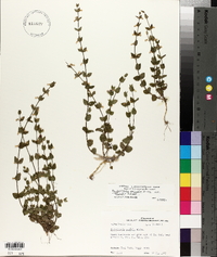 Scutellaria parvula var. australis image