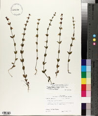 Scutellaria parvula var. australis image