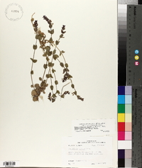 Scutellaria parvula var. leonardii image