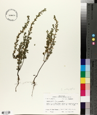 Scutellaria drummondii image