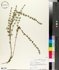 Scutellaria drummondii image