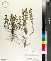 Scutellaria drummondii image