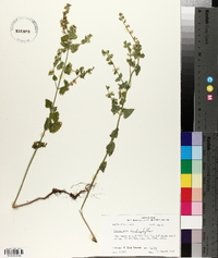 Scutellaria cardiophylla image