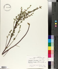 Scutellaria cardiophylla image