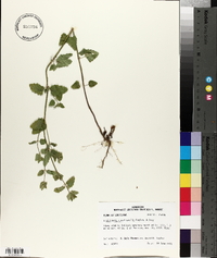 Scutellaria cardiophylla image